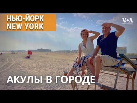 Видео: Пляж и акулы – почти что «Челюсти». НЬЮ-ЙОРК NEW YORK