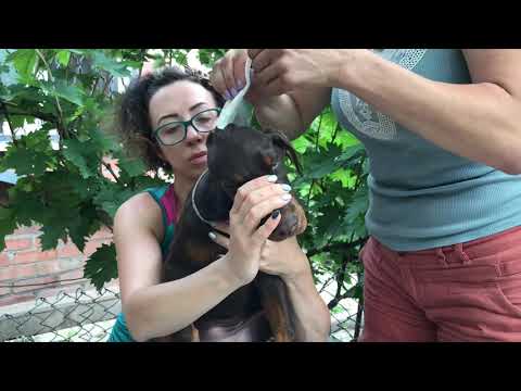 Видео: Мотаем ушки