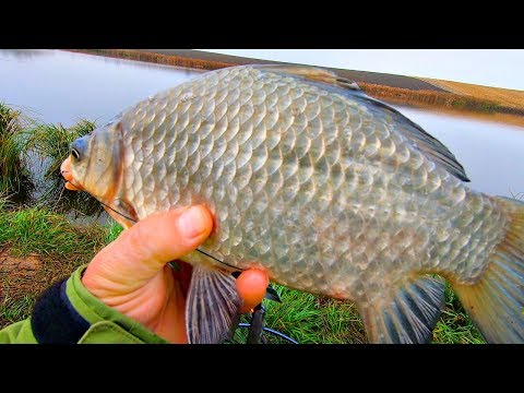 Видео: Наловил карасиков на кормаки с мастыркой! Закрыл сезон по ловле карасевичей по открытой воде!