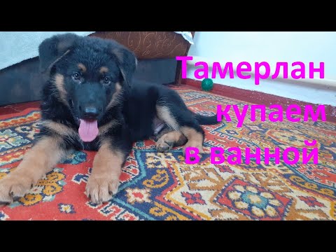 Видео: Тамерлан наш верный друг бегал хвостиком весь день купаем его в ванной  а аппетит просто огонь)))