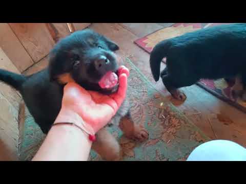 Видео: 1 месяц щенкам немецкой длинношерстной овчарки.Кормление.Развитие.