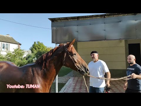 Видео: Внешняя Обработка Лошади от клещей, клопов и личинок. Английскую Кобылу.