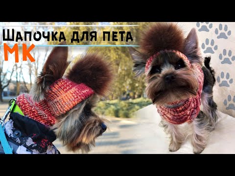 Видео: Шапка для собаки спицами 🐶Мастер-класс | Шапочка для йорка | DIY hat for dog