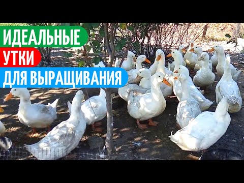 Видео: ПОЧЕМУ Я Раньше Не Выращивала Таких УТОК?! Птица моего двора.