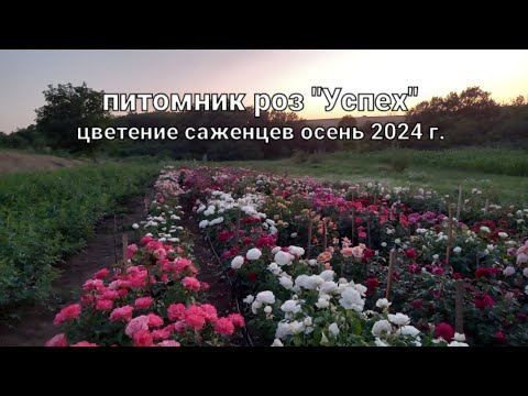 Видео: Цветение саженцев 1 июля😊🌹🌹🌹🌹🌹