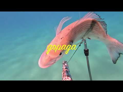 Видео: Подводная охота 31 октября в средиземном море 2022!Spearfishing October 31 in the Mediterranean Sea!