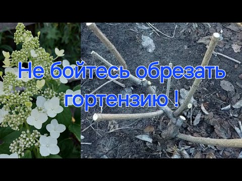Видео: После такой обрезки Гортензия скажет:" Спасибо!"🌸