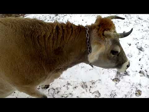 Видео: Джерсейские коровы. Альфа вымя наливает.Договорился с покупателем.