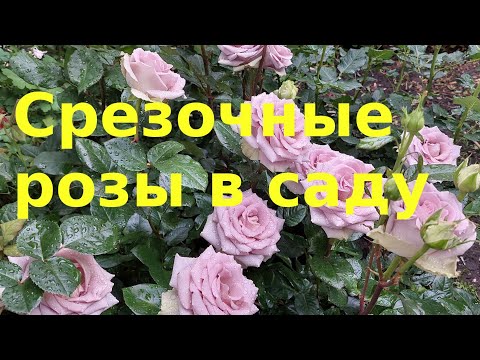 Видео: Срезочные розы в саду