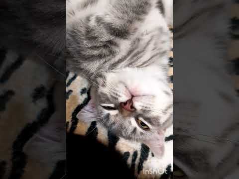 Видео: любофф❤️❤️🐱🐱