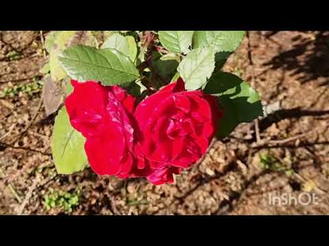 Видео: Осень ? Розы ,солнце,  красные   клены - это все -RIGA !