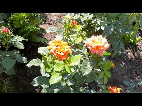 Видео: Шикарное цветение роз, для мая месяца. 1 часть