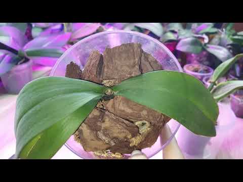 Видео: Какой уход обеспечить орхидее Фаленопсис без точки роста, что бы получить детку от нее