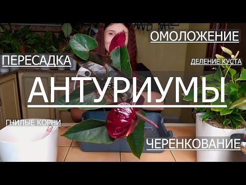 Видео: Занимаюсь Антуриумами
