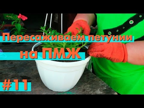 Видео: Пересаживаем петунии - ПРАВИЛЬНО!🌺