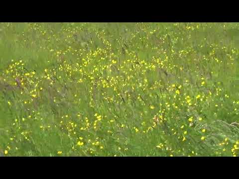 Видео: Новый маршрут  Сенокос   Летние цветы