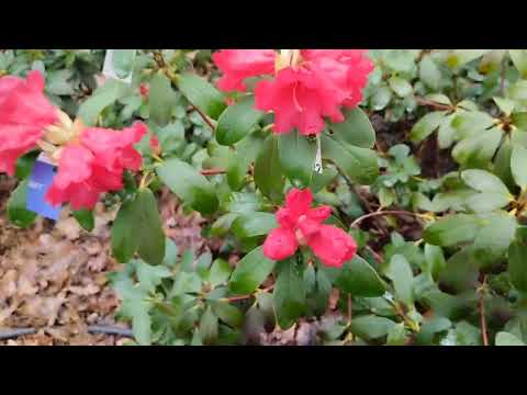 Видео: Цветение рододендронов первой волны - редкие виды и сорта