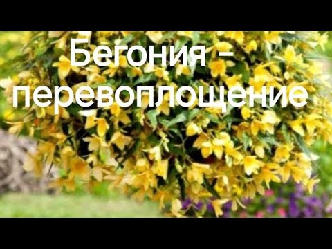 Видео: Бегония - перевоплощение