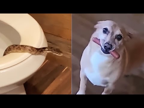 Видео: 7 МИНУТ СМЕХА | ЛУЧШИЕ ПРИКОЛЫ 2021 | ПРО ЖИВОТНЫХ | СМЕШНЫЕ ВИДЕО ИЗ ИНСТАГРАМА