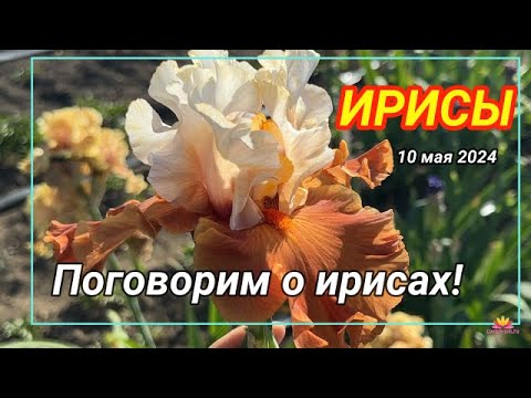 Видео: Поговорим об ирисах / Сад Ворошиловой