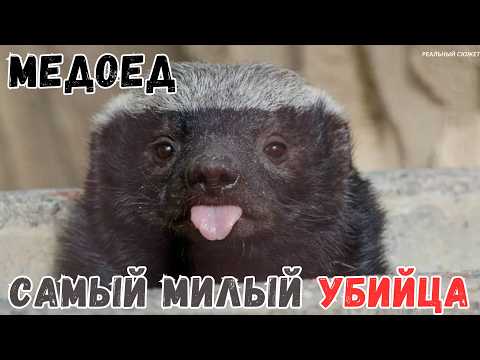 Видео: 🐾 🐍🦁  Медоед против всего мира — легенда дикого мира | Реальный сюжет | Документальный фильм |