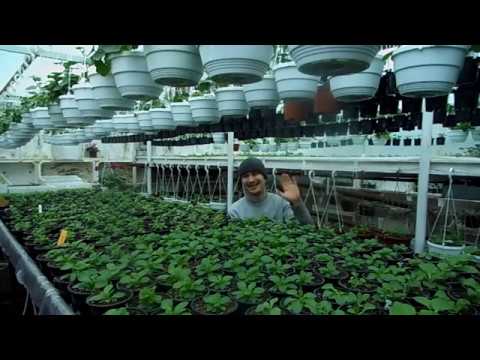 Видео: Как полить 1000 горшков за 5 минут! И чтобы РАЗ В МЕСЯЦ и ВСЕ!