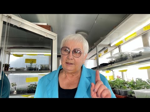 Видео: Обзор черенков в домашних условиях. Укореняем Колеусы и Бегонию в воде удобным способом. 