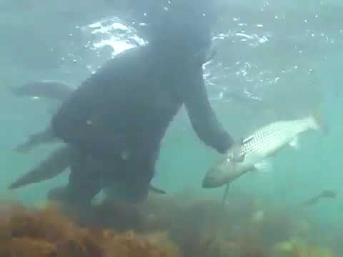 Видео: Подводная охота  Охота на пеленгаса, Чёрное море.
