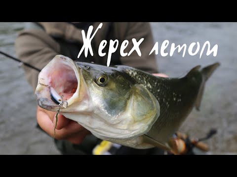 Видео: Жерех, голавль на спиннинг летом. Рыбалка, сплав по реке Осетр.