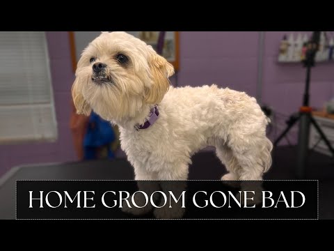 Видео: Подстриг собаку дома во время самостоятельного груминга | Нужна ПРОФЕССИОНАЛЬНАЯ ПОМОЩЬ!