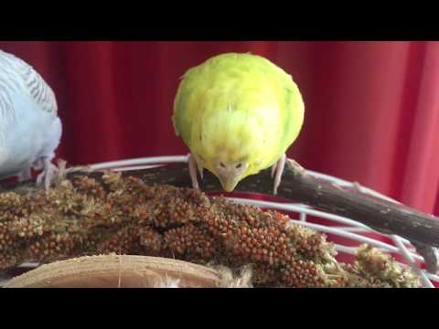 Видео: Чумиза для моих волнистых попугаев! Лакомство для Тоши и Лаймы