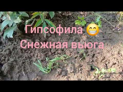 Видео: На даче 🌼 9 июля 2025 г. И мейн-куны 😸