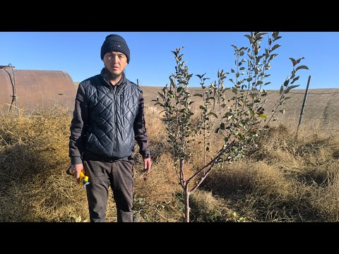 Видео: Күз айында алма бутоо