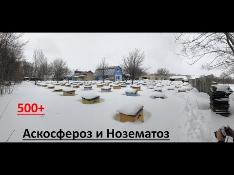 Видео: 500+ Методы лечения нозематоза и аскосфероза