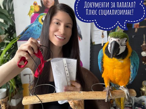 Видео: 🦜 Пътят на моя папагал ара – Част 2: ДОКУМЕНТИ, напредък и първи стъпки у дома 🏡