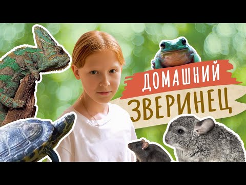 Видео: София и ее домашний зоопарк. Хамелеон, голубая лягушка, красноухие черепахи, шиншиллы, крысы…
