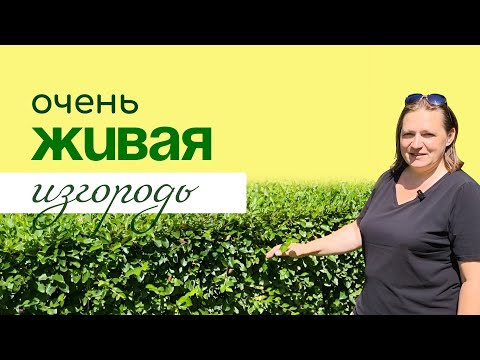 Видео: ЖИВАЯ ИЗГОРОДЬ – правильная посадка и уход