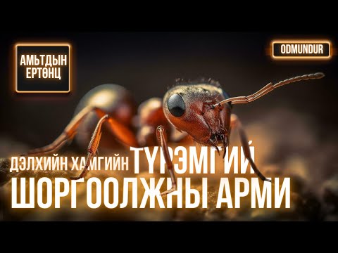 Видео: Шоргоолж - АМЬТДЫН ЕРТӨНЦ