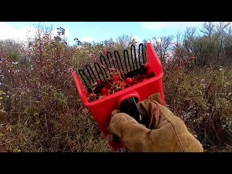 Видео: Быстрый способ сбора шиповника. Комбайн в помощь!!!