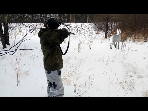 Видео: ЭТО ПОХОЖЕ РЕКОРД! Три зайца с одного болотца. Охота на зайца беляка