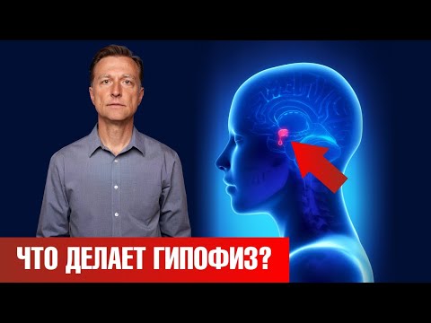 Видео: Что такое гипофиз? Важнейшие функции гипофиза в организме🙌