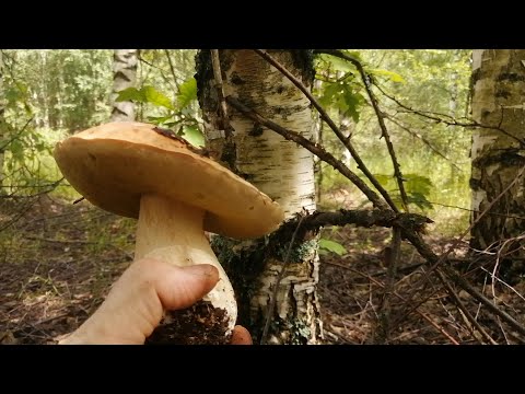 Видео: Грибной лес и фантастическое изобилие