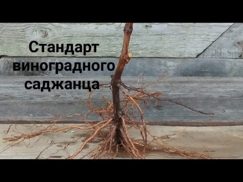 Видео: Что такое стандарт виноградного саженца ? Обзор посылки от Дашевских ....