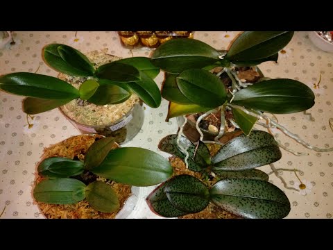 Видео: Обзор Парных Посадок Мини Орхидеи | Phal. African Sunset | Рост Цветоноса