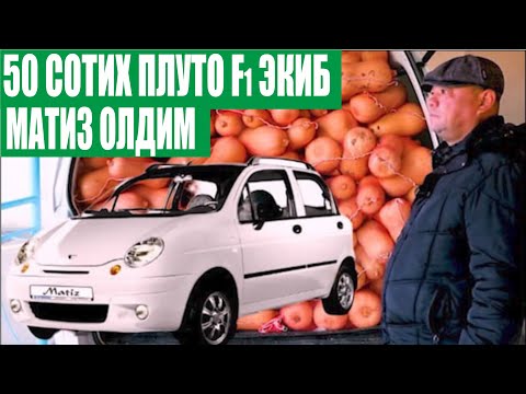 Видео: 50 сотих Плуто F1 экиб 40 тоннадан зиёд ҳосил олдим, сотиб олган харидор яна қайтиб келяпти (Sakata)
