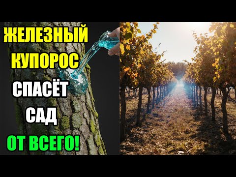 Видео: ЖЕЛЕЗНЫЙ КУПОРОС – СЕКРЕТНЫЙ СПОСОБ СПАСТИ САД! ОСЕННЯЯ ОБРАБОТКА САДА – ВСЁ О ЖЕЛЕЗНОМ КУПОРОСЕ!