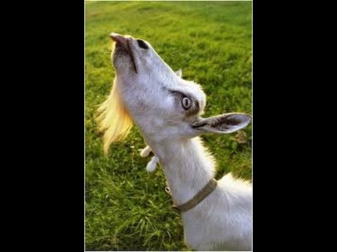 Видео: Рыбацкая приманка "Козья бородка".