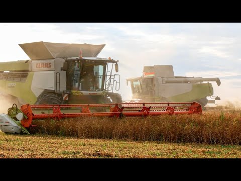 Видео: ТРИ ПОКОЛЕНИЯ CLAAS LEXION на уборке гороха 2023!