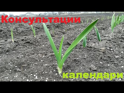 Видео: 2я азотная подкормка чеснока в апреле.Консультации и календари