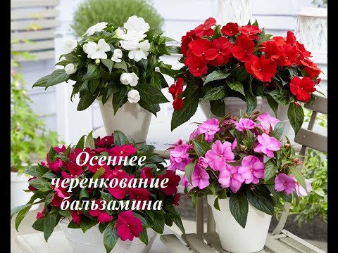 Видео: Осеннее черенкование бальзамина